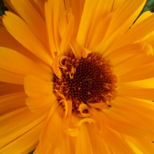 Goudsbloem